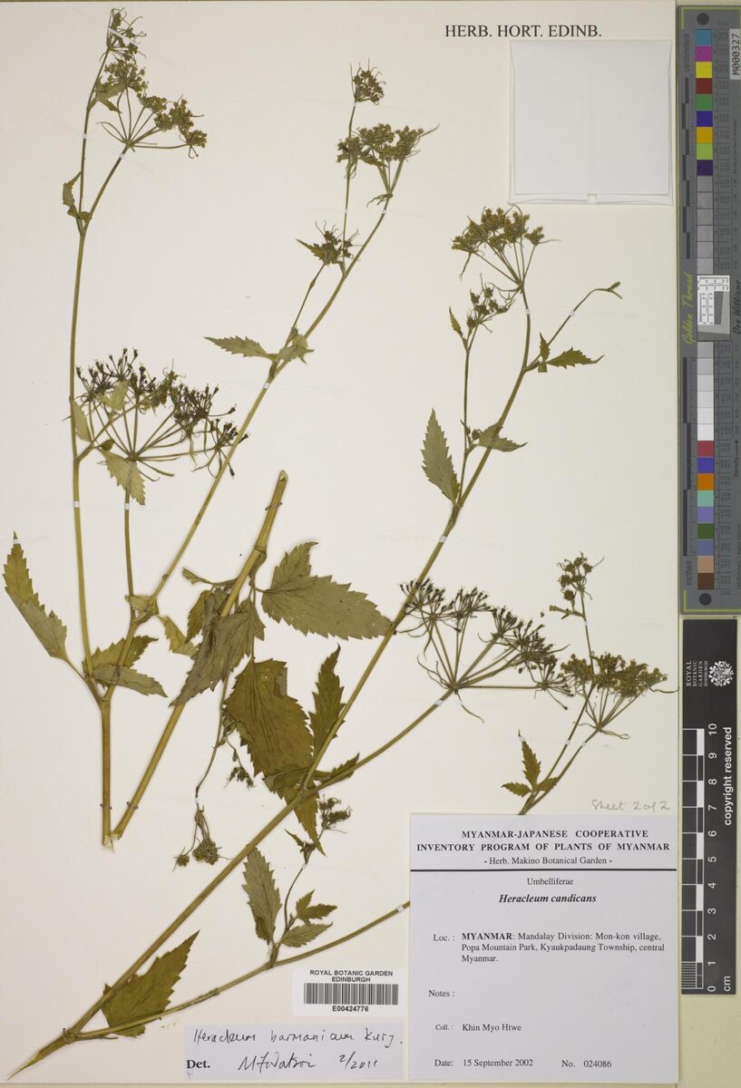 Heracleum barmanicum