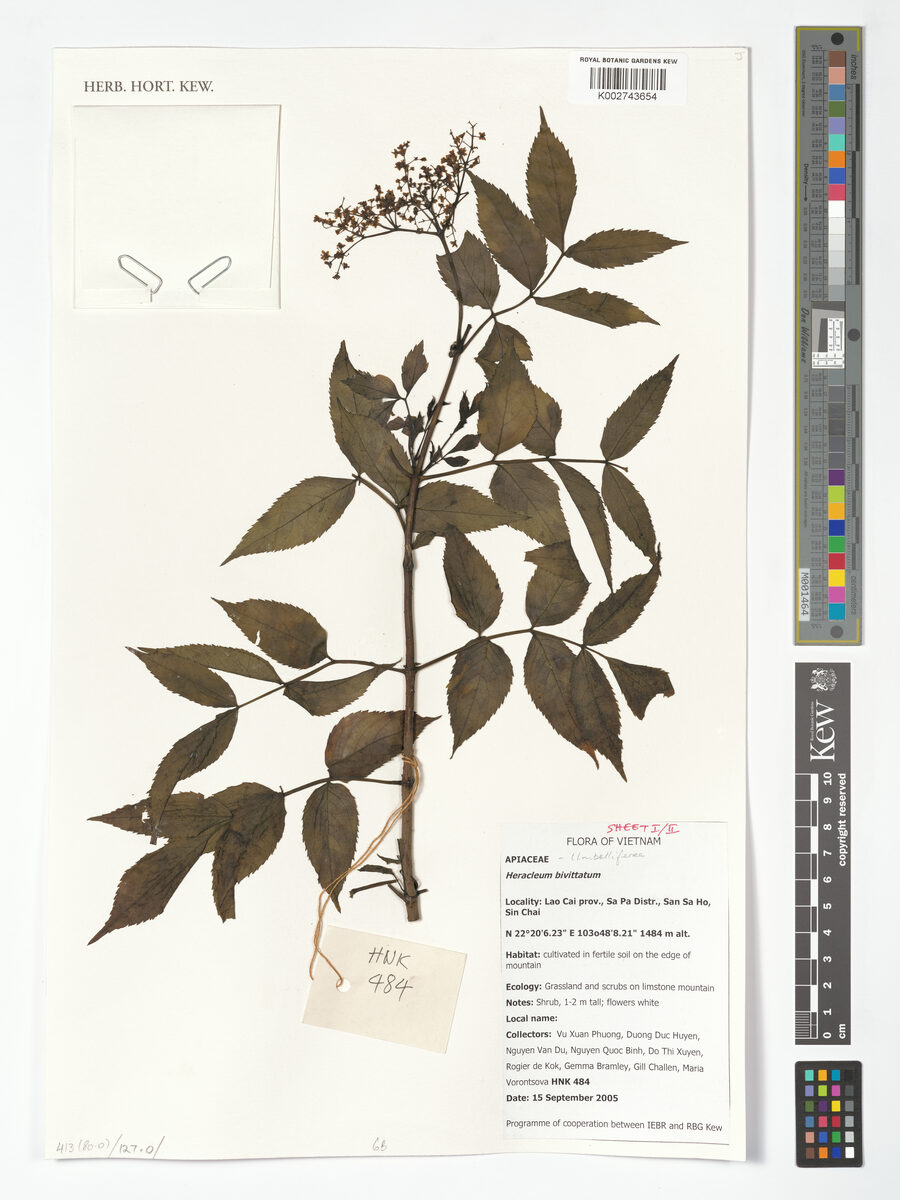 Heracleum bivittatum — photo
