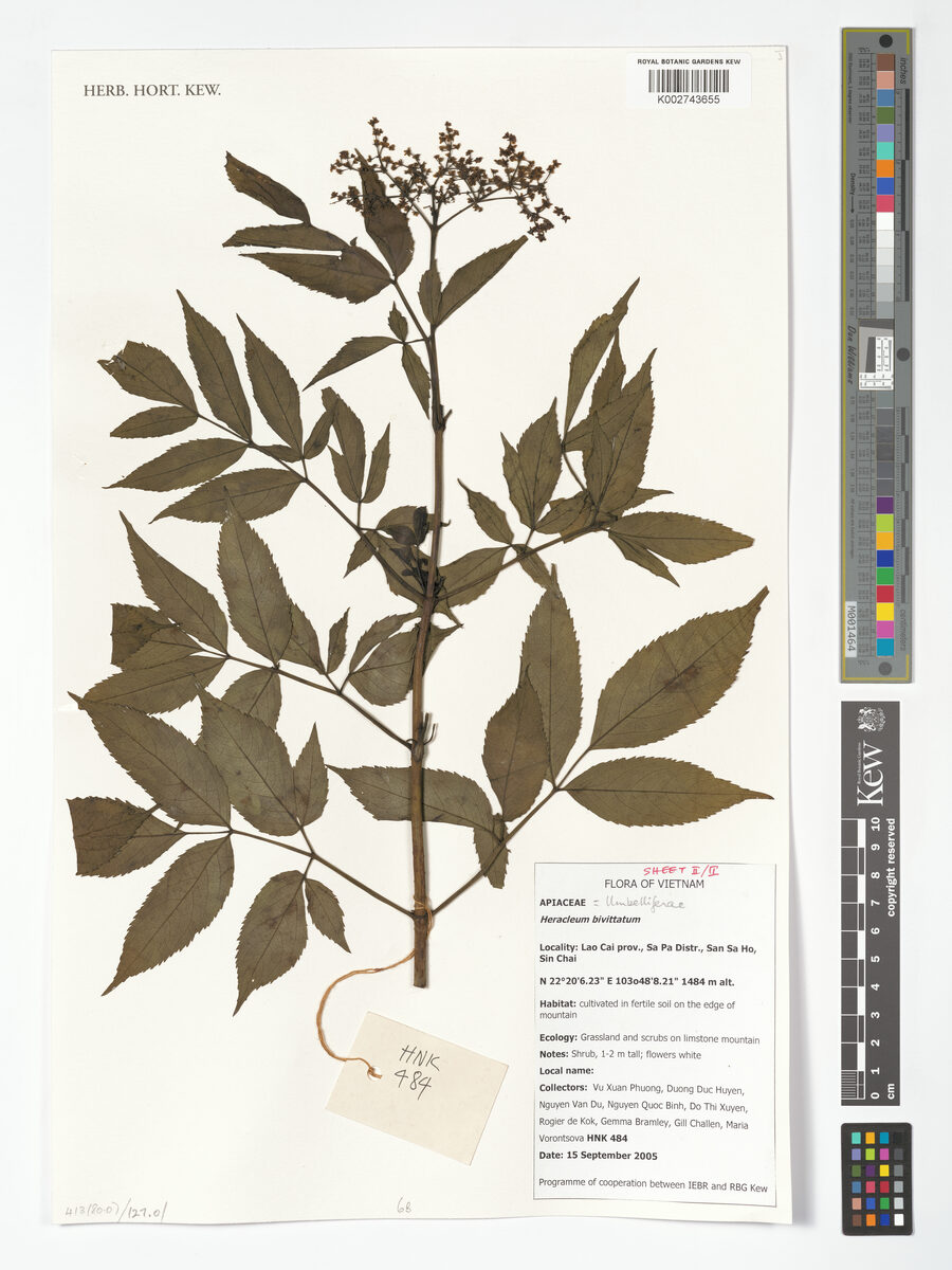 Heracleum bivittatum — photo