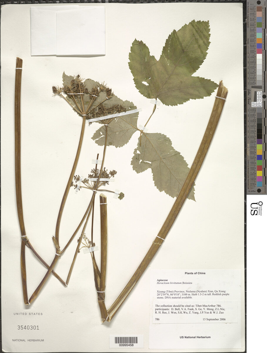 Heracleum bivittatum