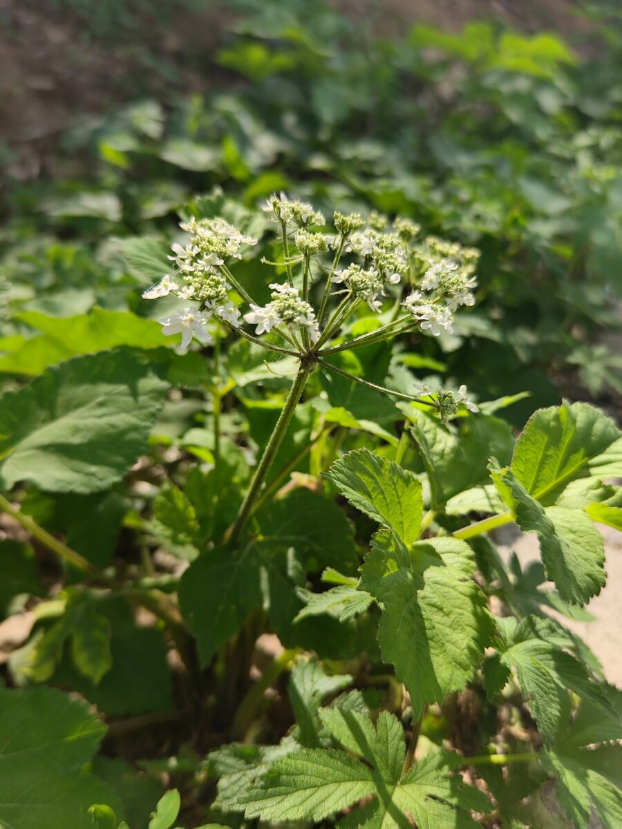 Heracleum moellendorfii — photo