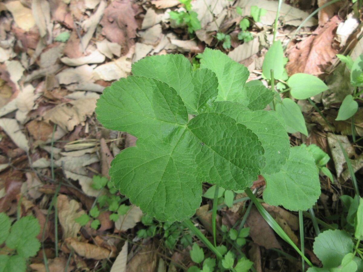 Heracleum moellendorfii