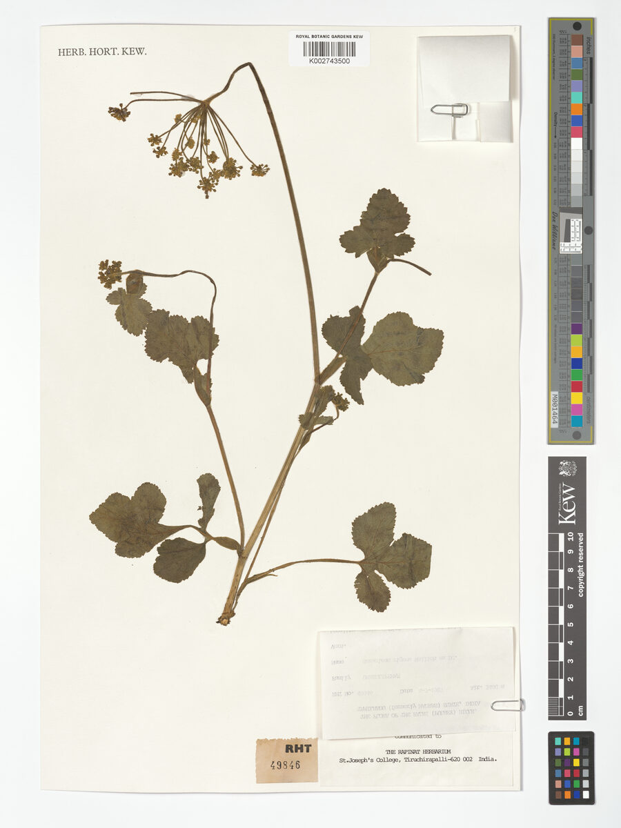 Heracleum rigens — photo