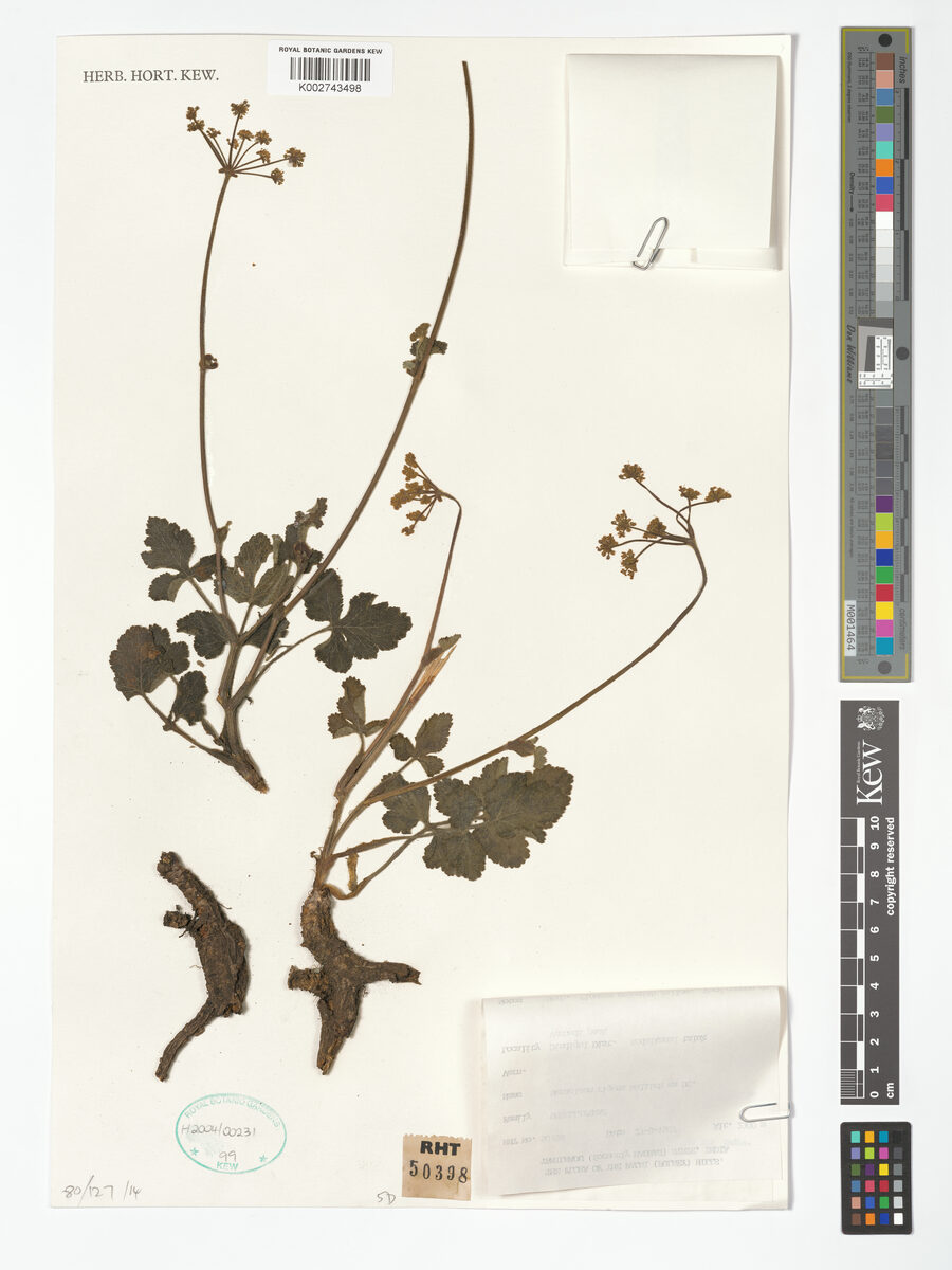 Heracleum rigens — photo