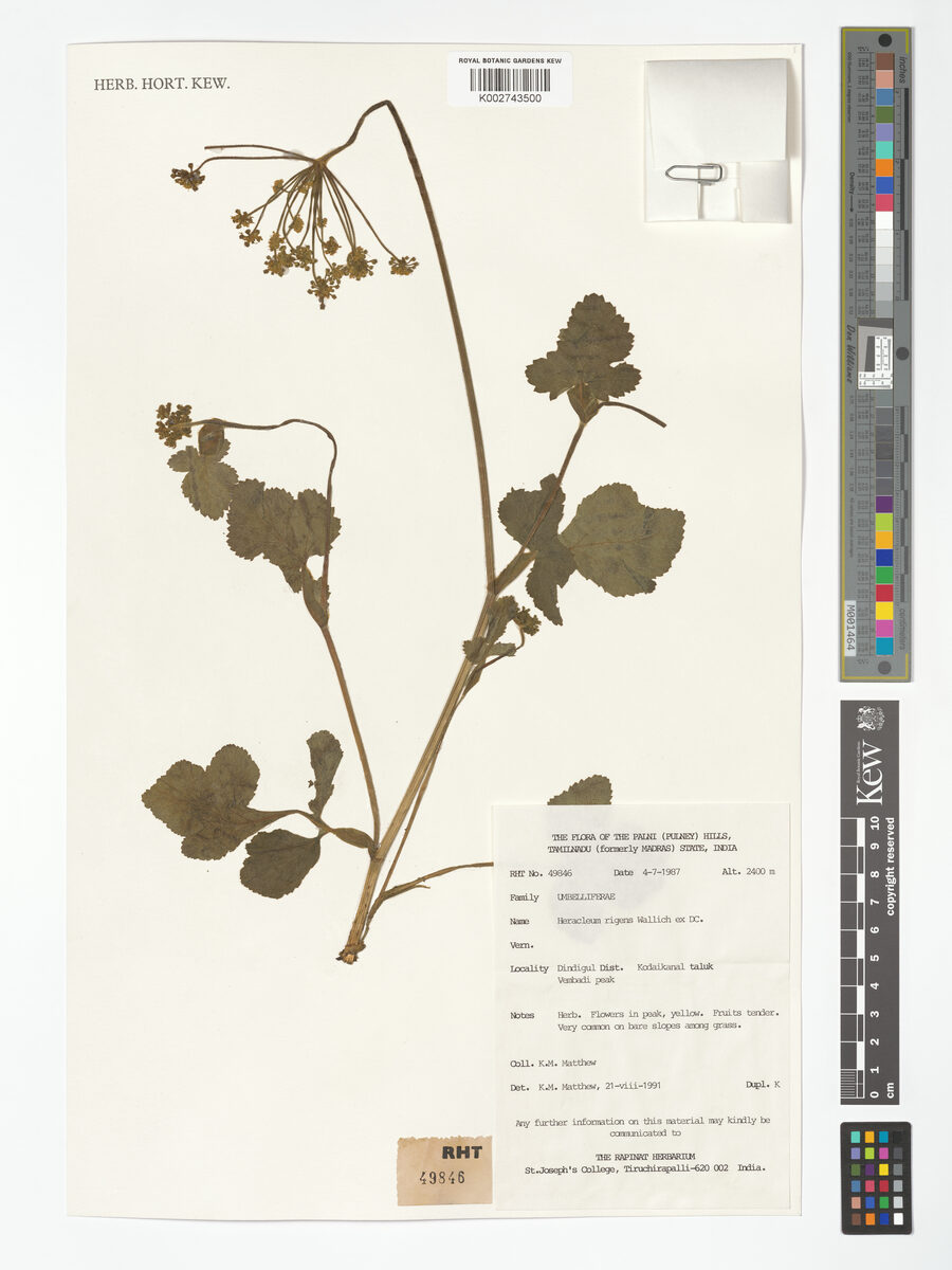 Heracleum rigens