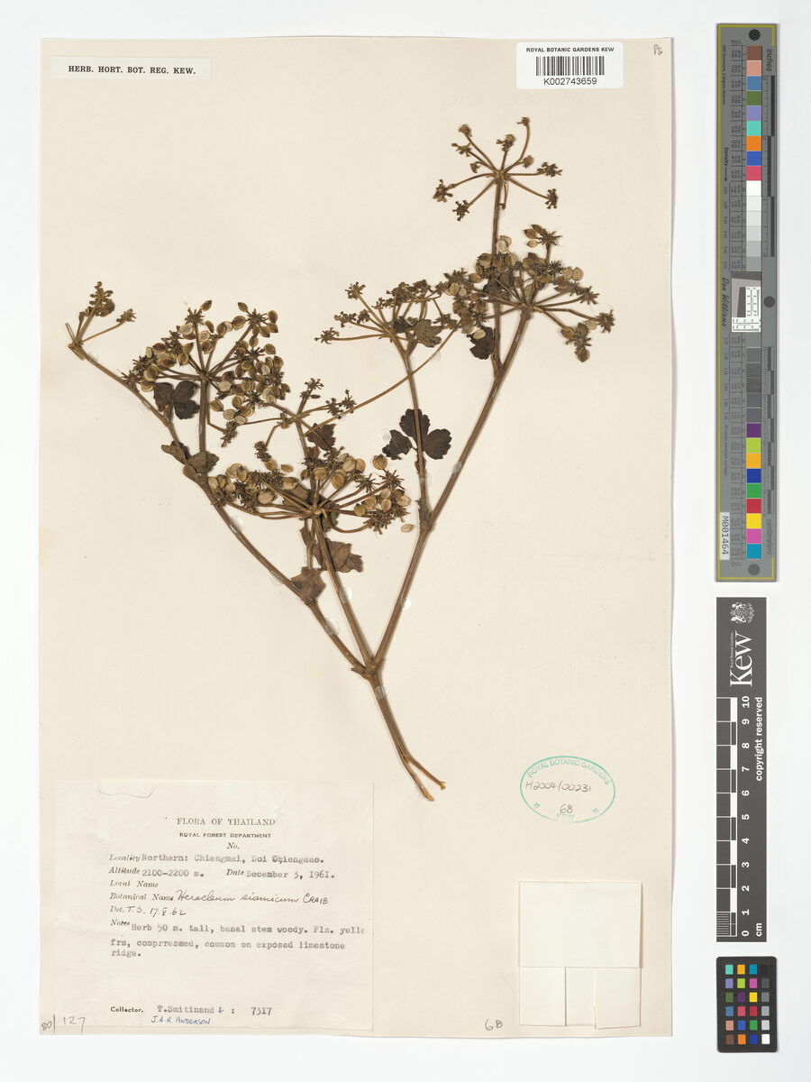 Heracleum siamicum — photo