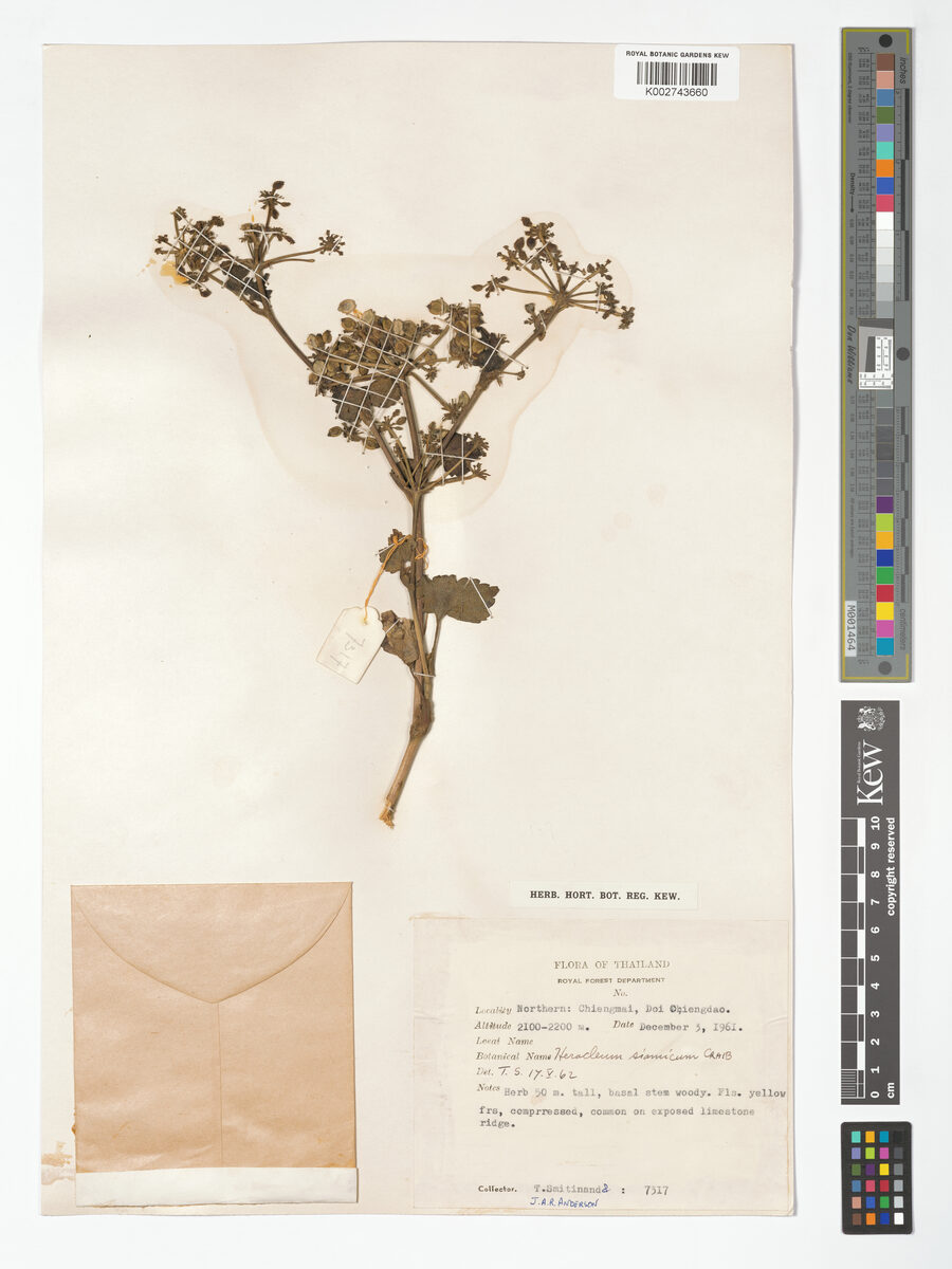 Heracleum siamicum — photo