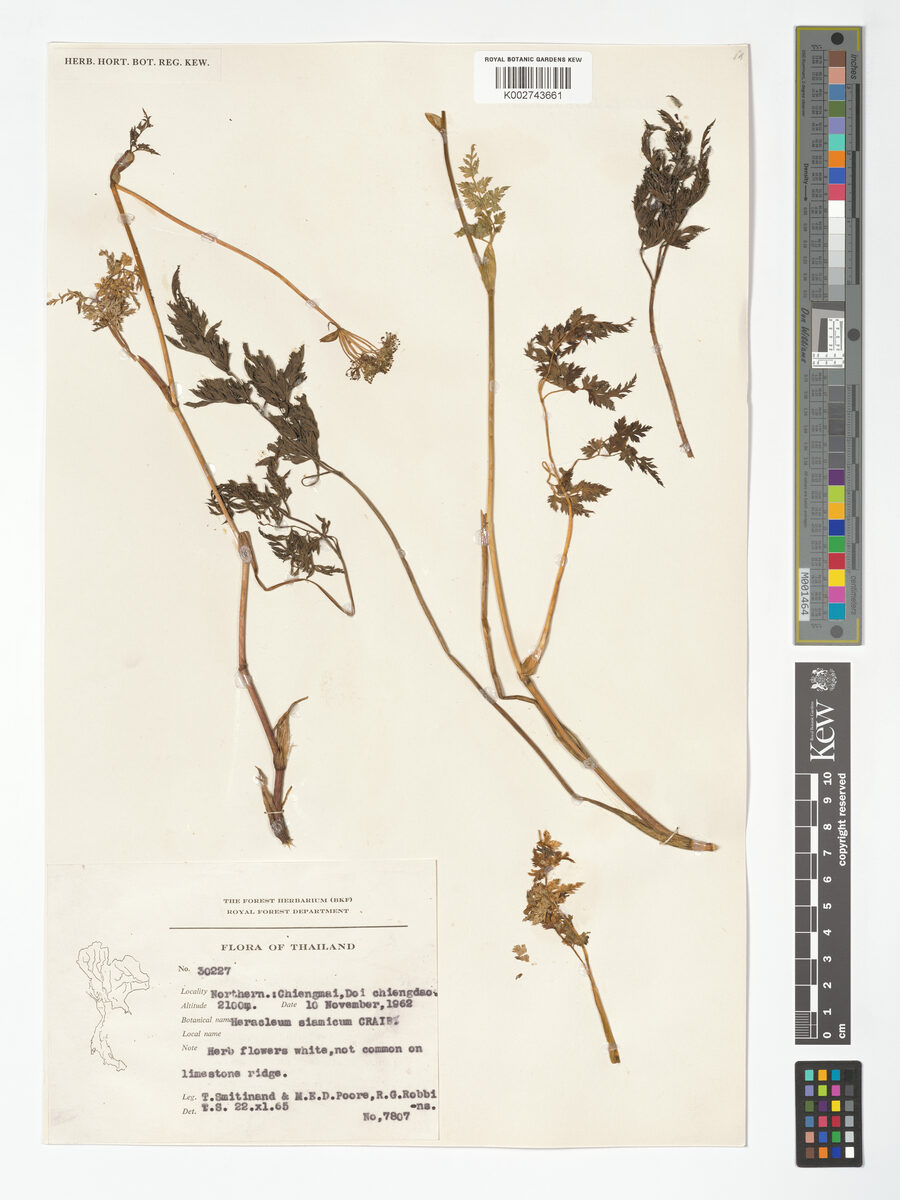 Heracleum siamicum