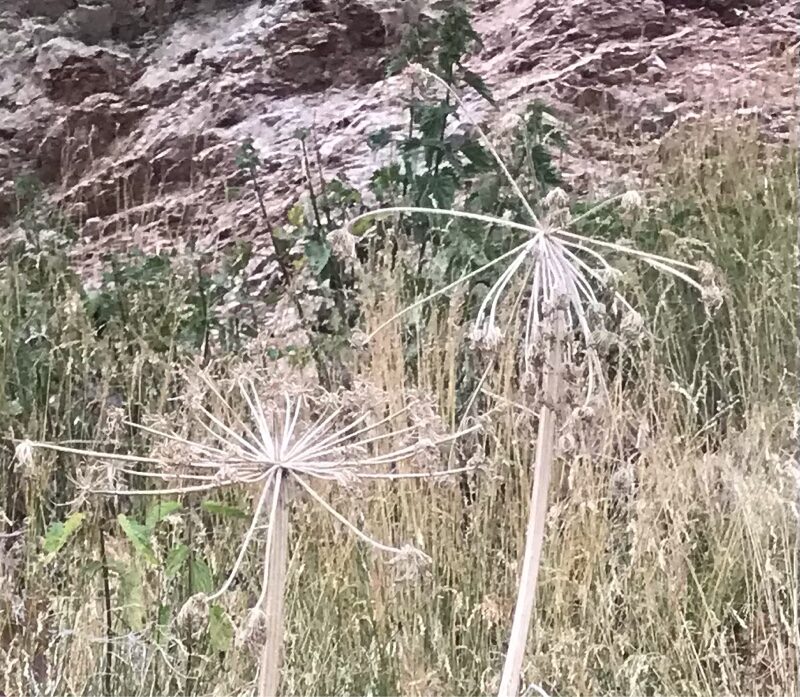Heracleum sphondylium montanum - (Schleich. ex Gaudin.)Briq. (Cow Parsnip) — photo