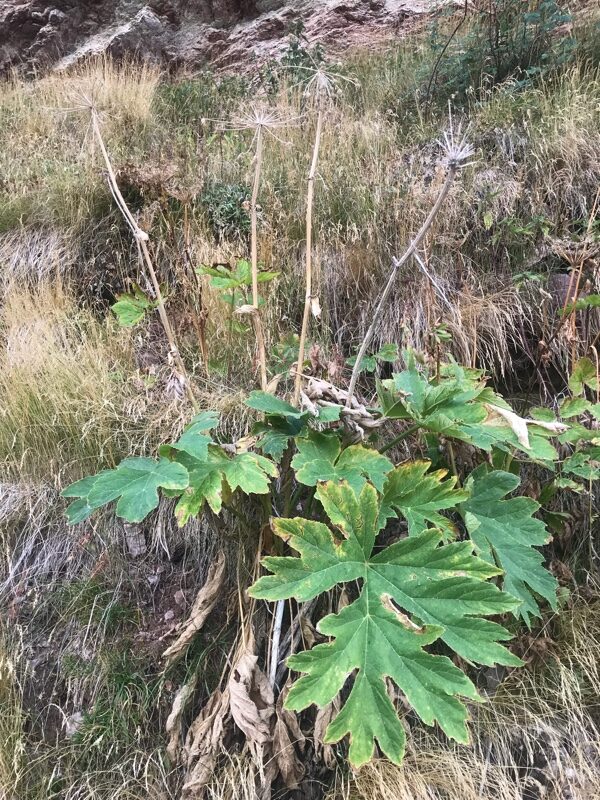 Heracleum sphondylium montanum - (Schleich. ex Gaudin.)Briq. (Cow Parsnip) — photo