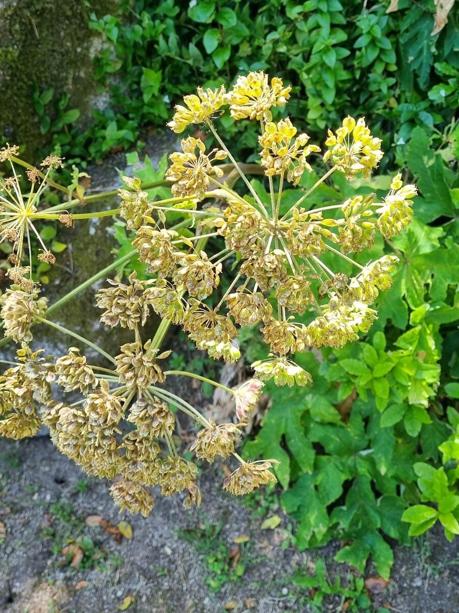 Heracleum sphondylium montanum - (Schleich. ex Gaudin.)Briq.