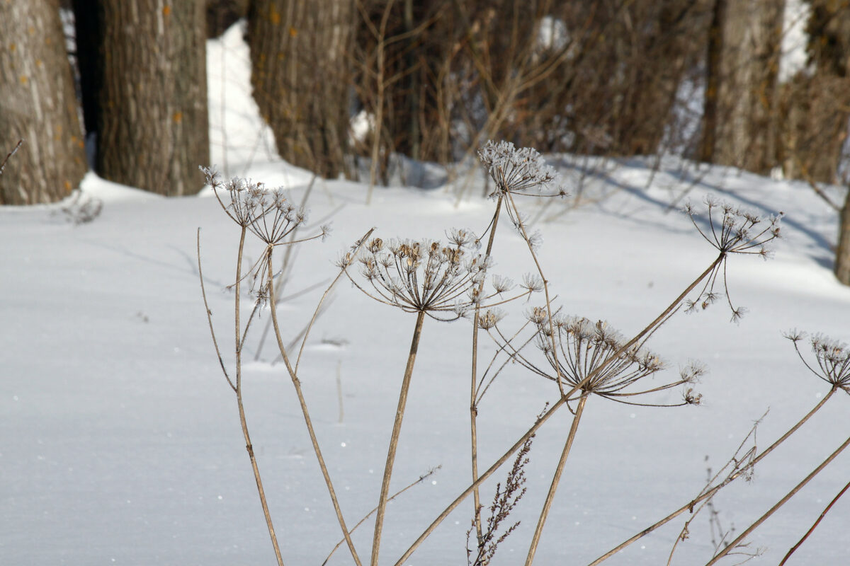 Heracleum sphondylium sibiricum - (L.)Simonkai. — photo