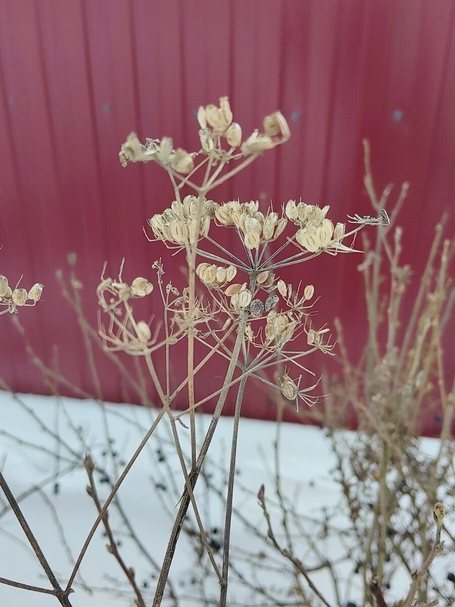Heracleum sphondylium sibiricum - (L.)Simonkai.
