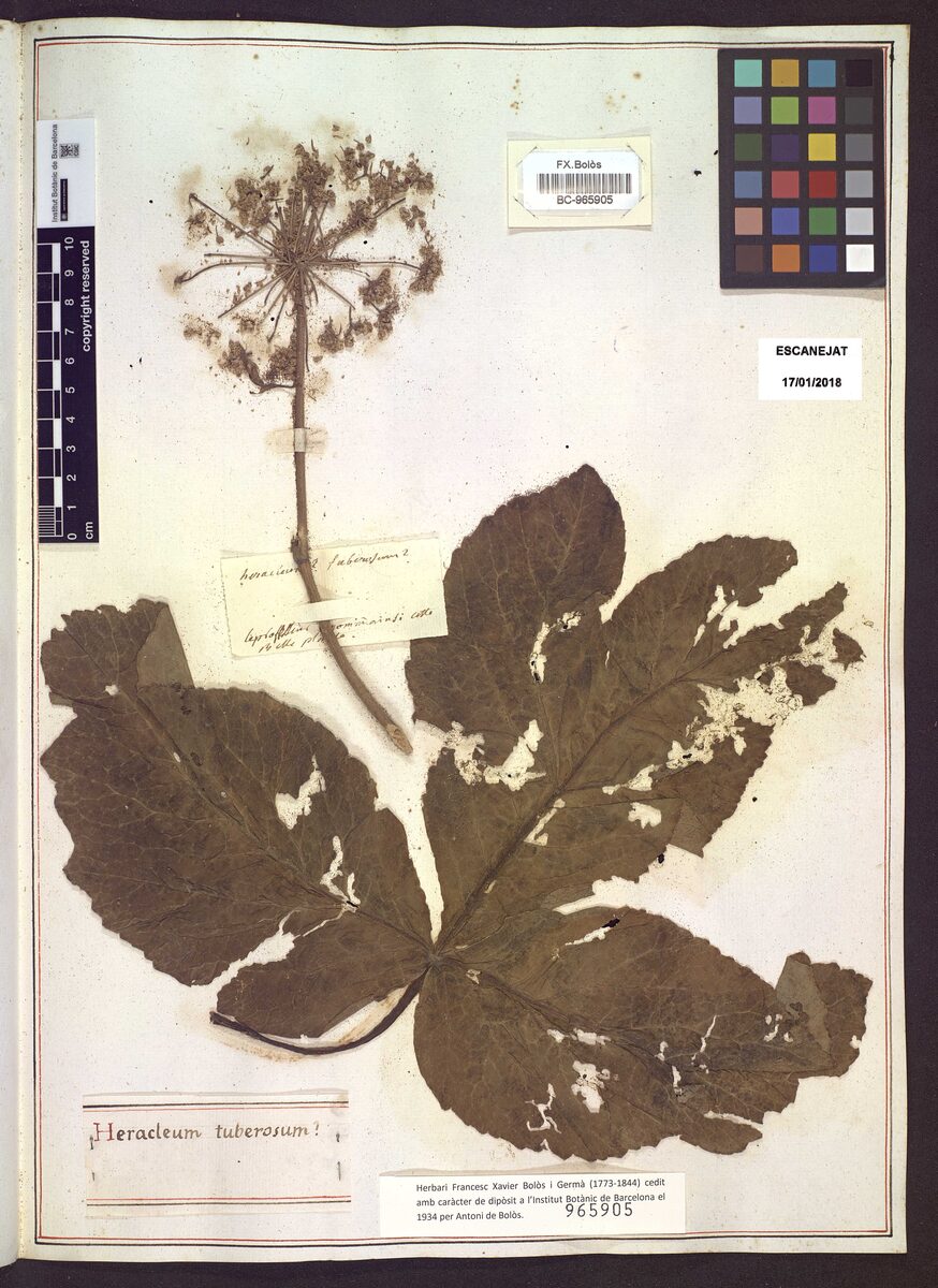 Heracleum tuberosum