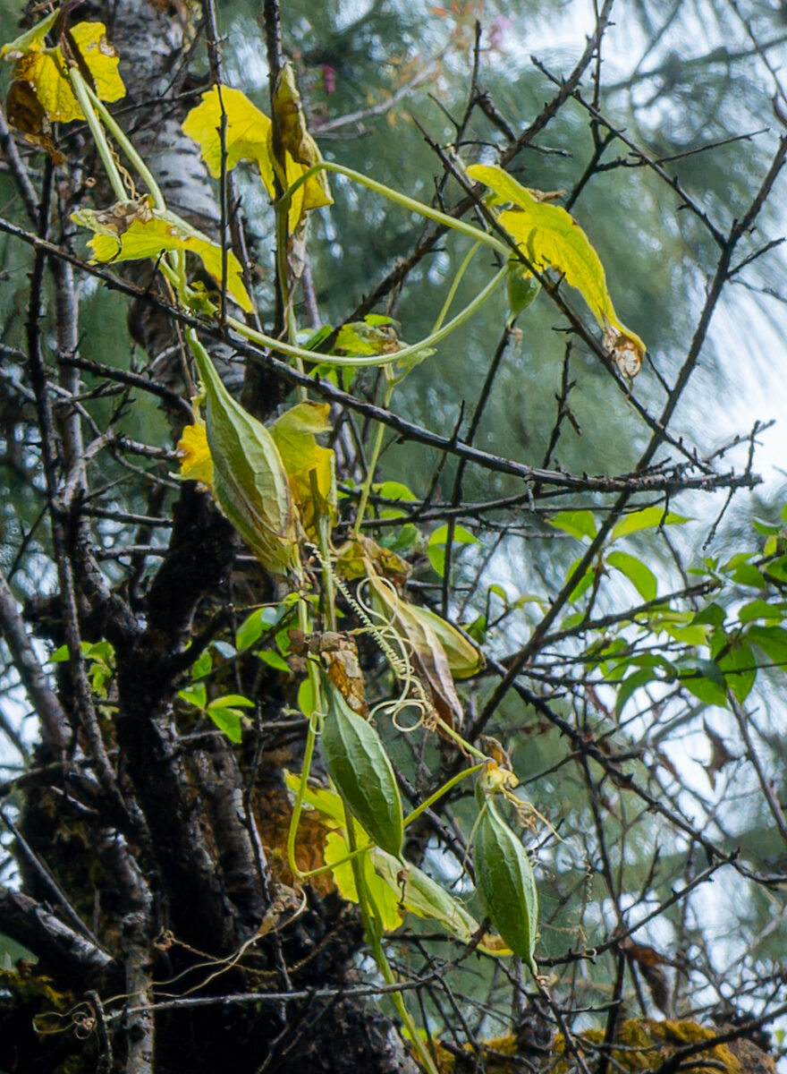 Herpetospermum pedunculosum - (Ser.)Baill.