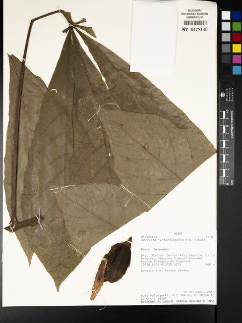 Herrania nycterodendron (Cacahuillo) — photo