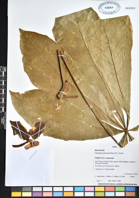 Herrania nycterodendron (Cacahuillo) — photo