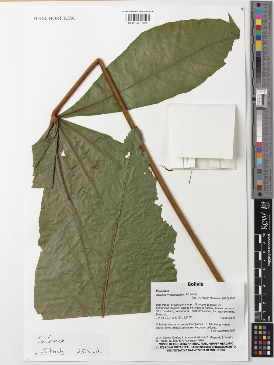 Herrania nycterodendron