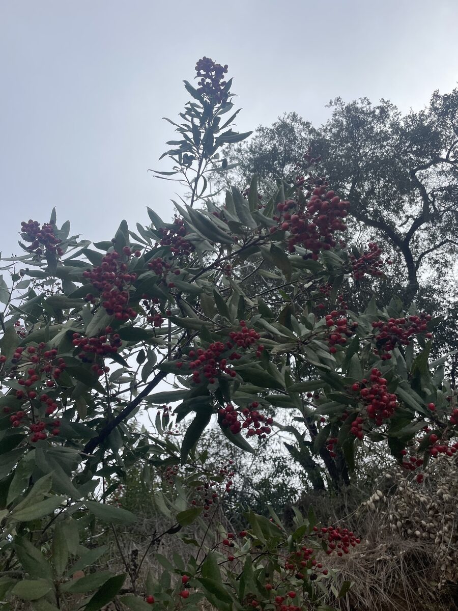 Heteromeles arbutifolia var. arbutifolia (Toyon) — photo