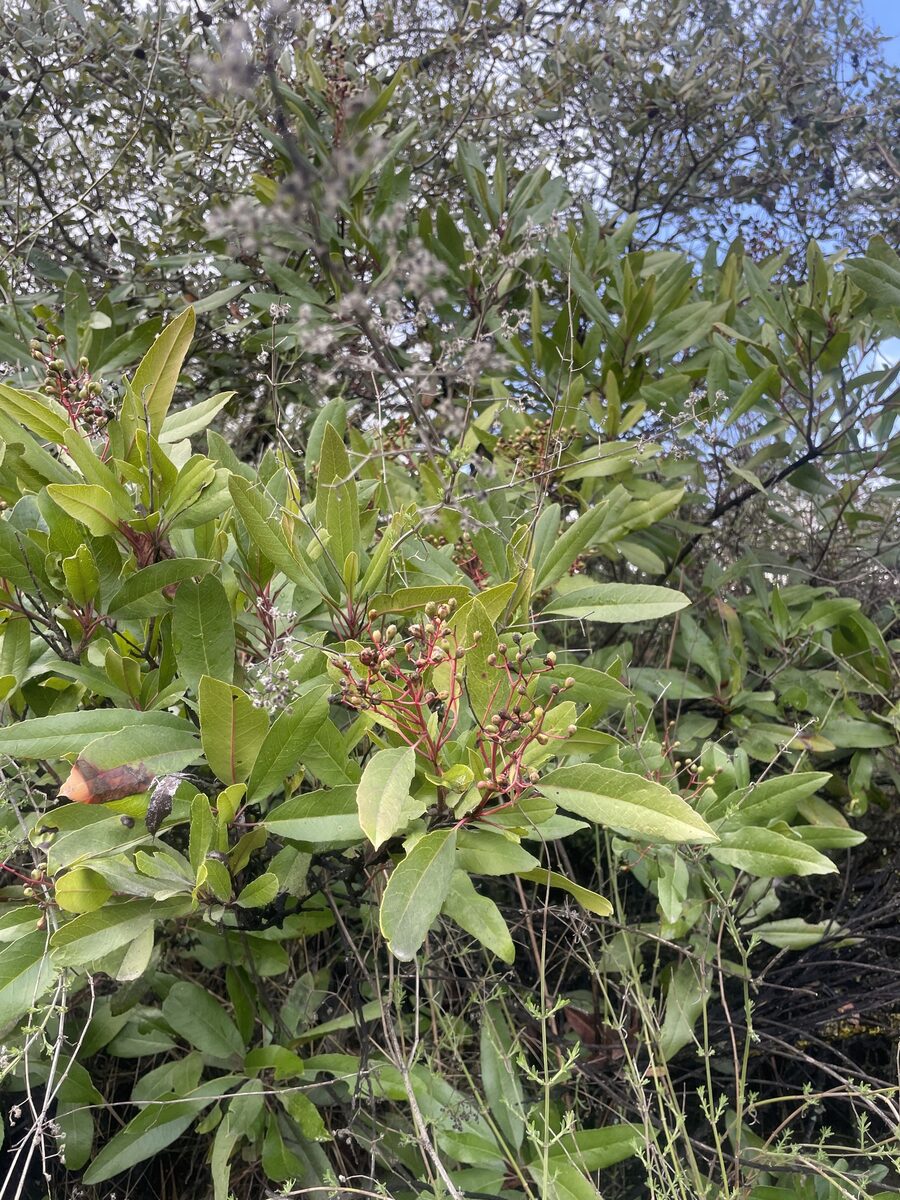 Heteromeles arbutifolia var. arbutifolia (Toyon) — photo