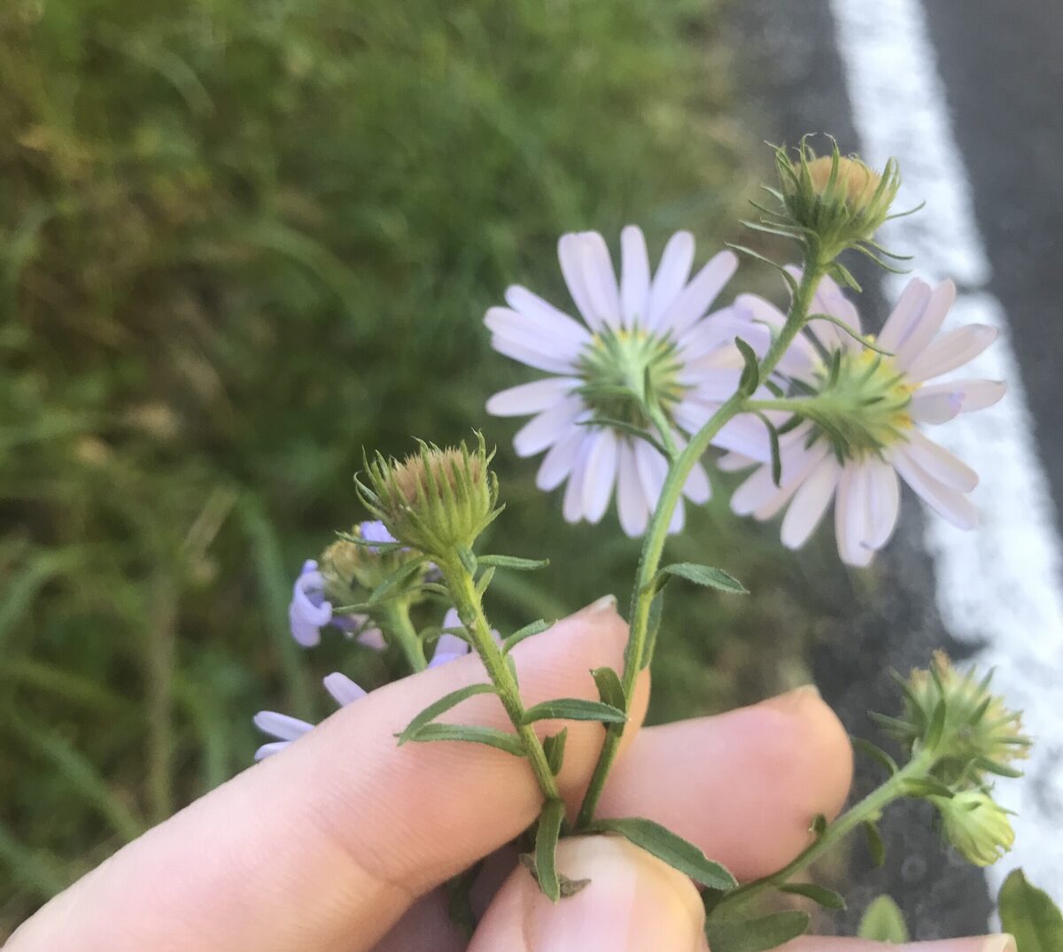 Heteropappus hispidus - (Thunb.)Lessine.