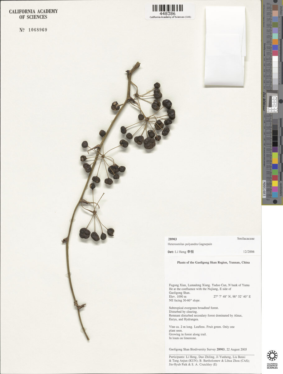 Heterosmilax polyandra — photo