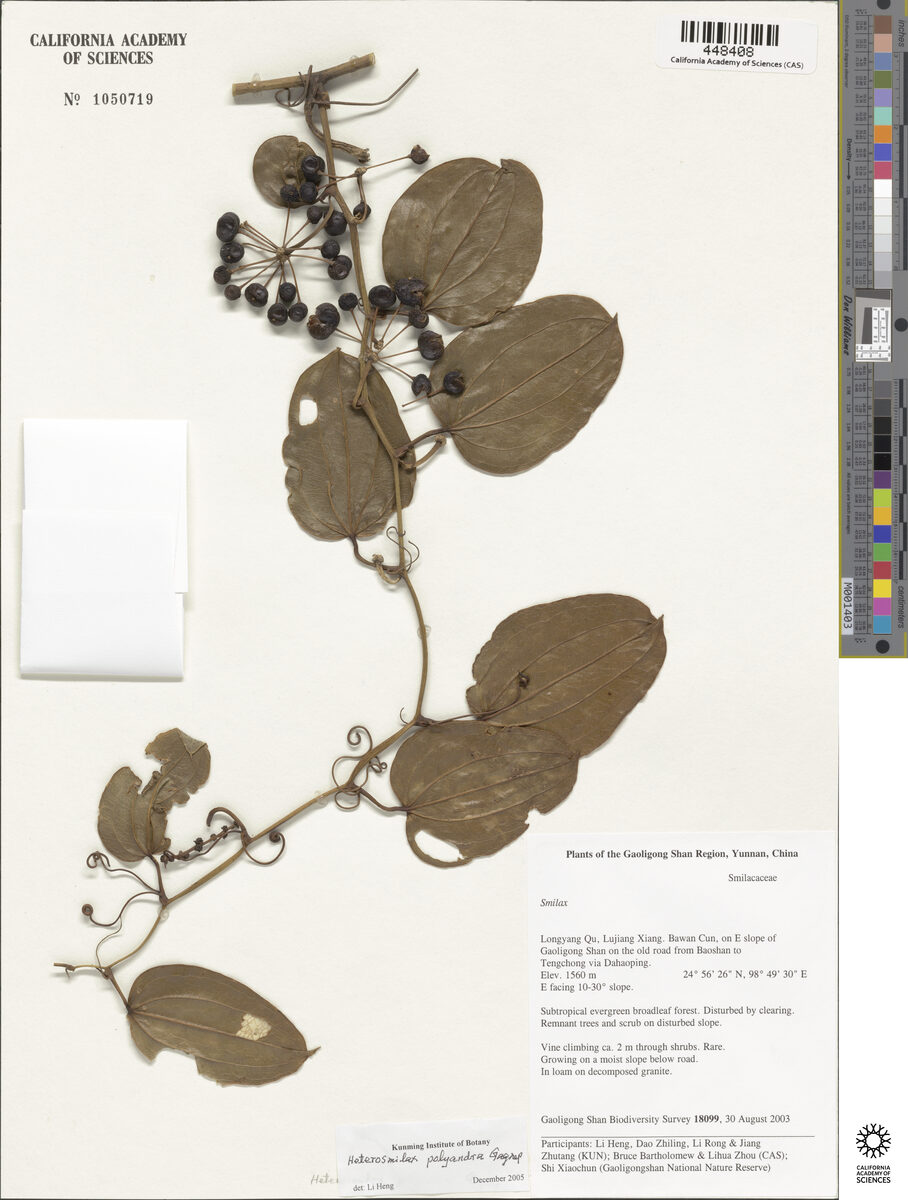 Heterosmilax polyandra — photo