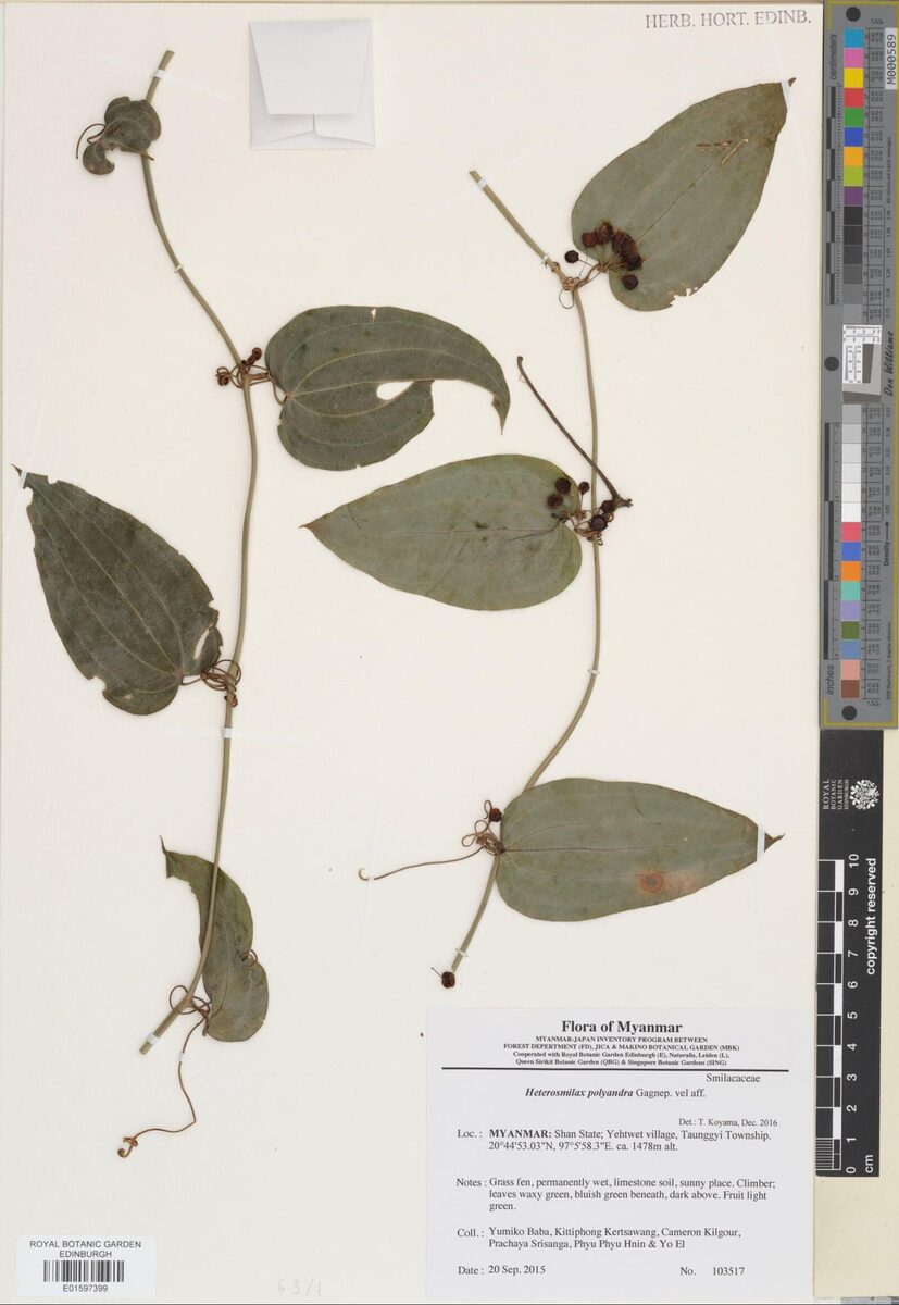 Heterosmilax polyandra
