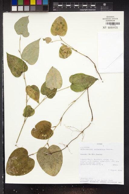 Heterosmilax yunnanensis