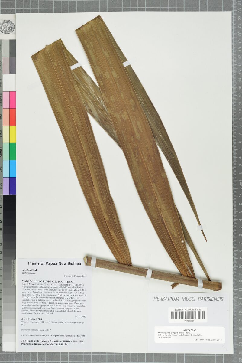Heterospathe elegans subsp. humilis (Sagisi palm) — photo