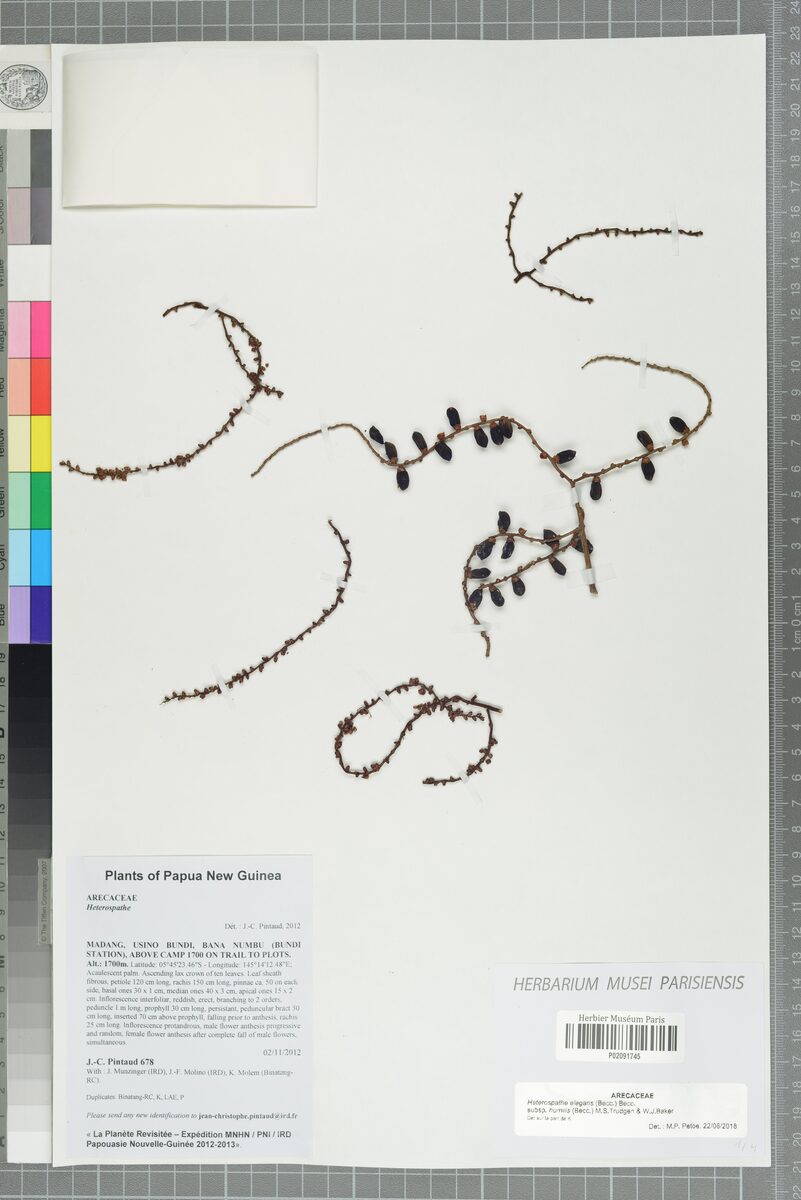 Heterospathe elegans subsp. humilis (Sagisi palm) — photo