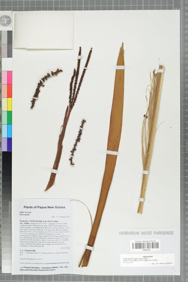 Heterospathe elegans — photo