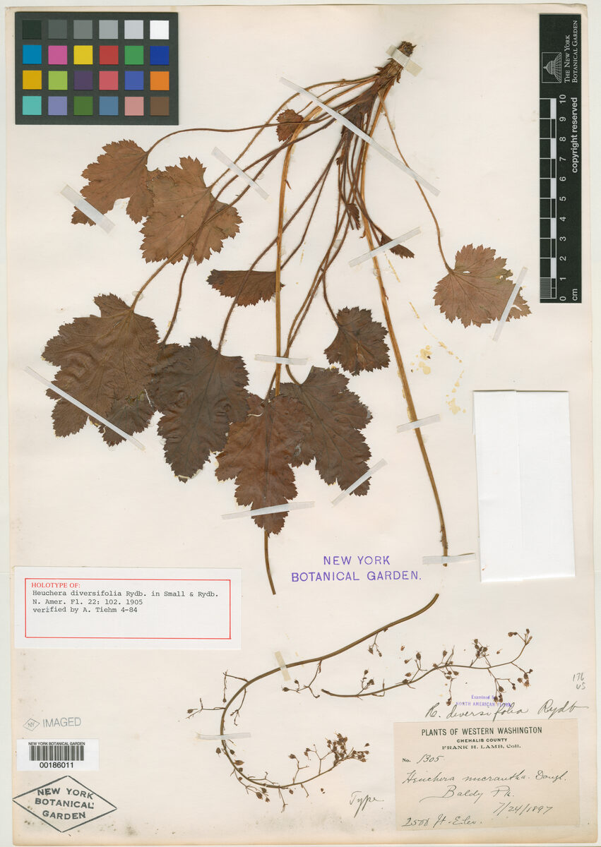 Heuchera diversifolia (Alum Root) — photo