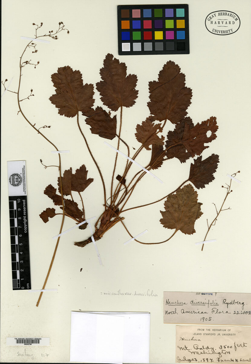 Heuchera diversifolia (Alum Root) — photo