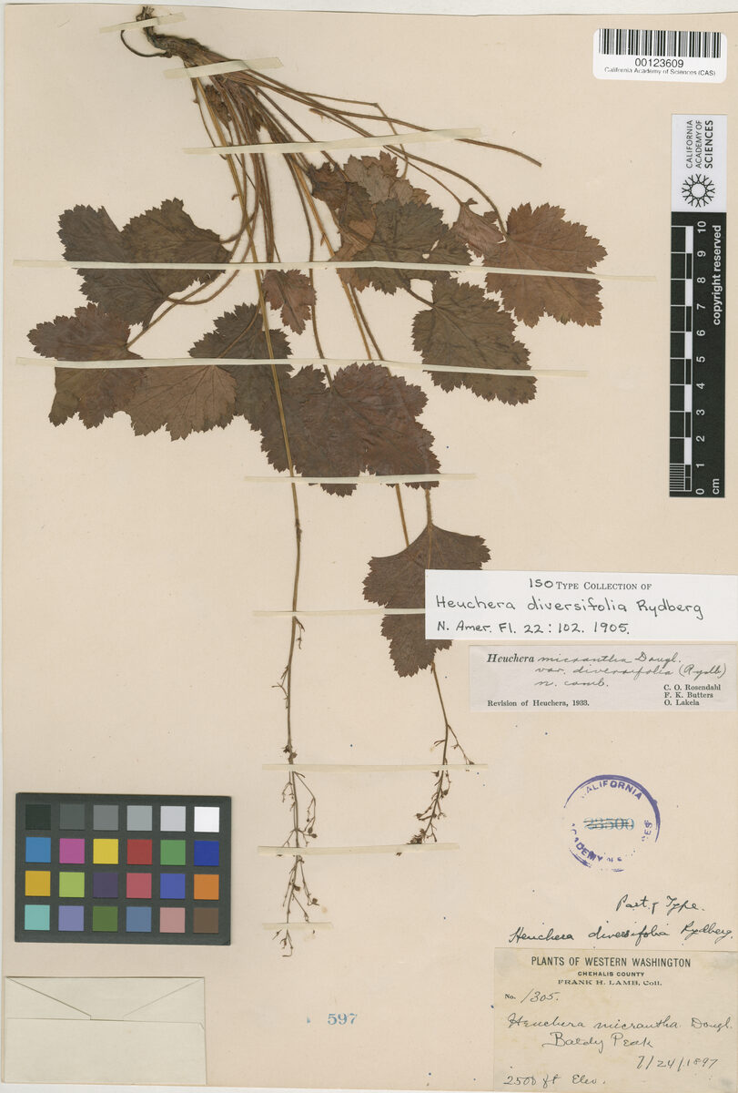 Heuchera diversifolia