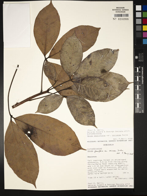 Hevea pauciflora var. coriacea — photo
