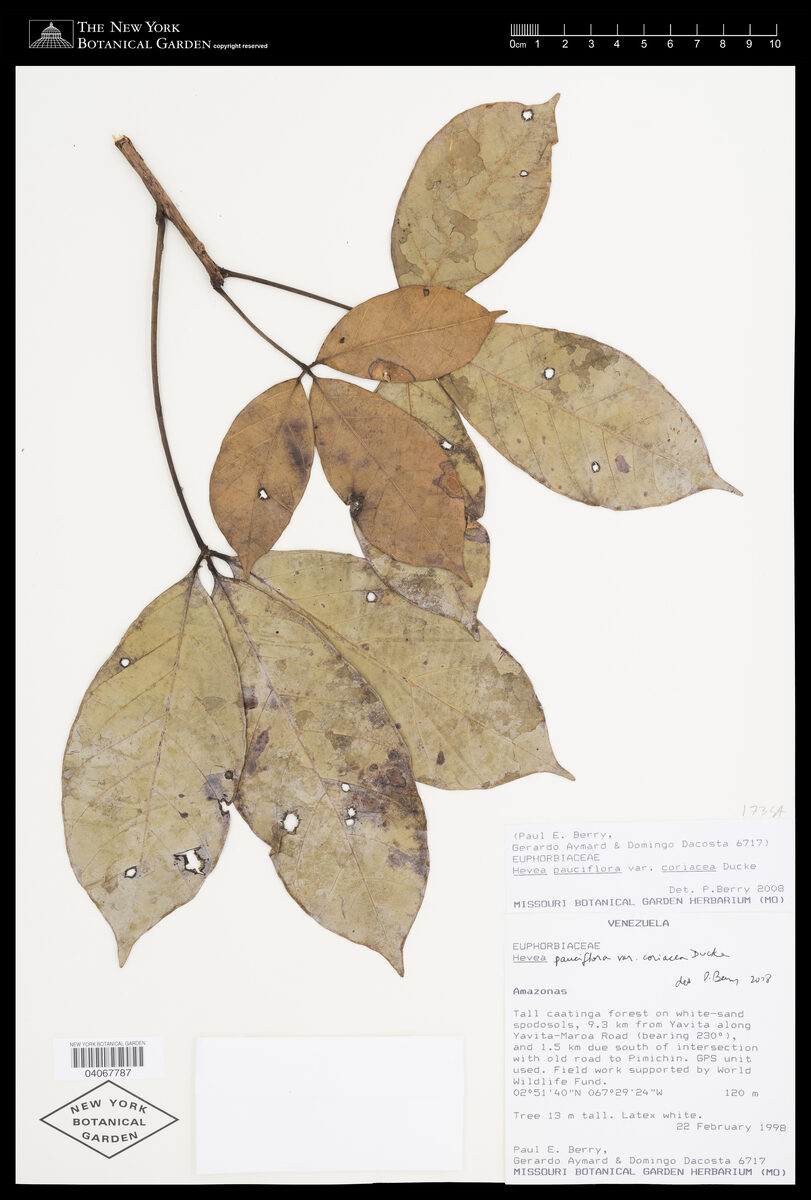 Hevea pauciflora var. coriacea — photo