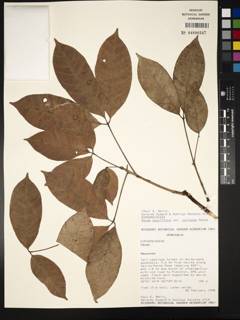 Hevea pauciflora var. coriacea