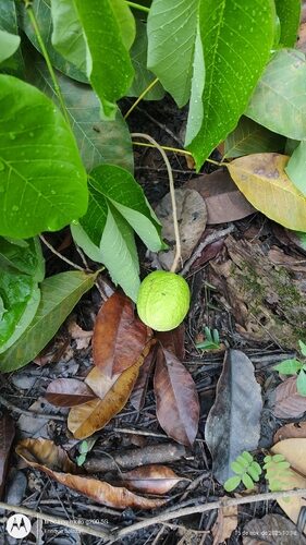 Hevea spruceana (Para rubber tree) — photo