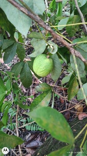 Hevea spruceana (Para rubber tree) — photo