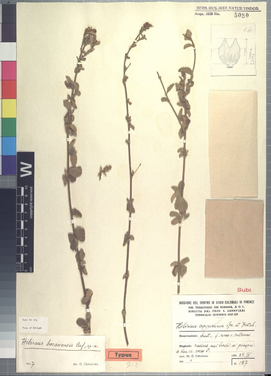 Hibiscus boranensis — photo