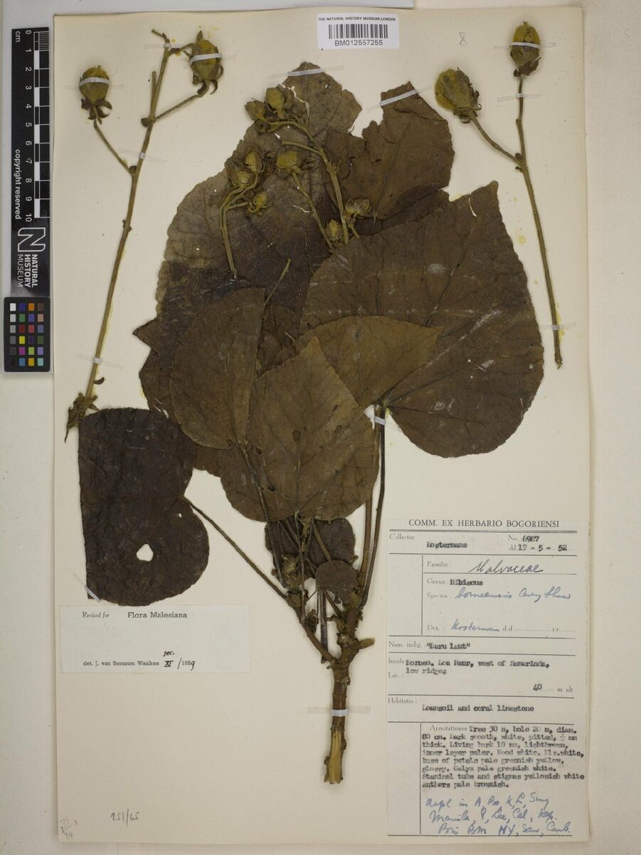 Hibiscus boranensis — photo