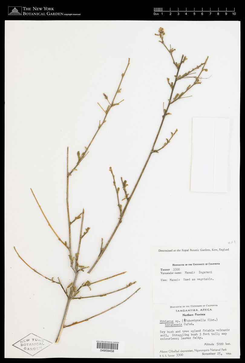 Hibiscus boranensis
