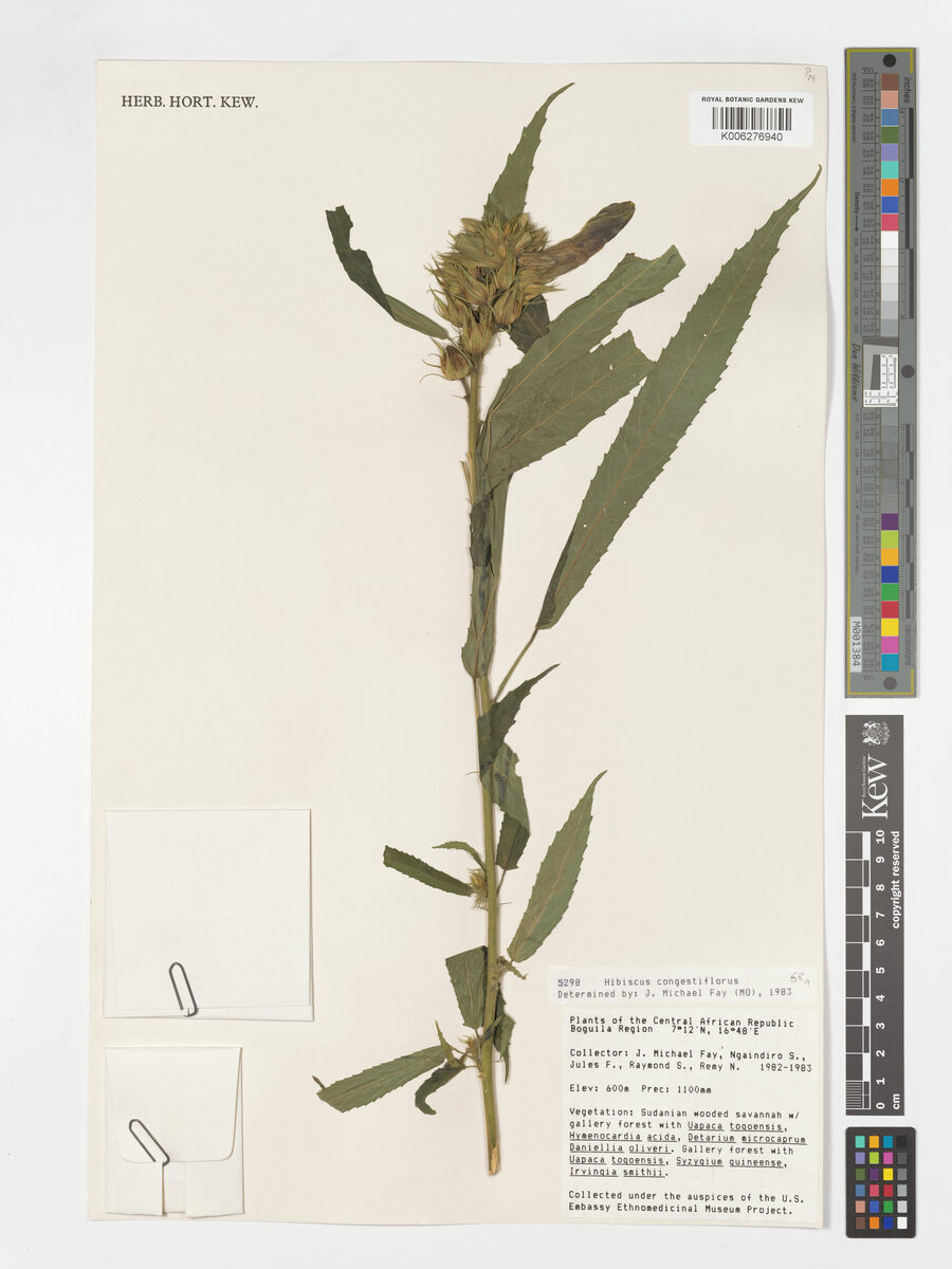 Hibiscus congestiflorus — photo
