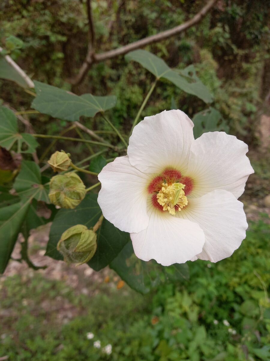 Hibiscus digitatus — photo