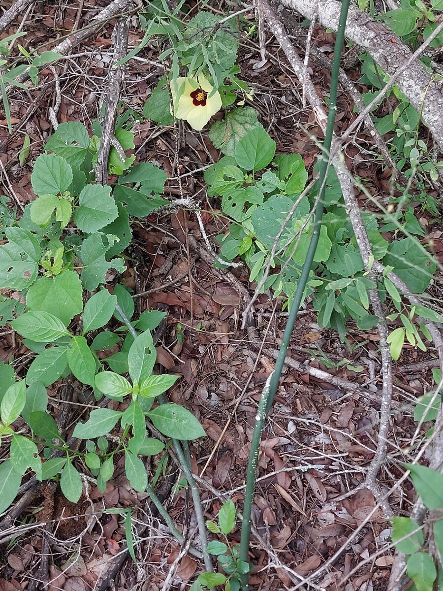 Hibiscus digitatus