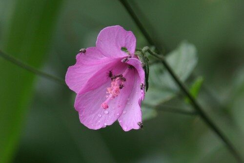 Hibiscus splendens (Pink Hibiscus) — photo