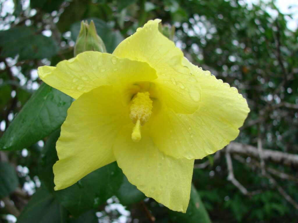 Hibiscus tiliaceus (Cotton Tree) — photo
