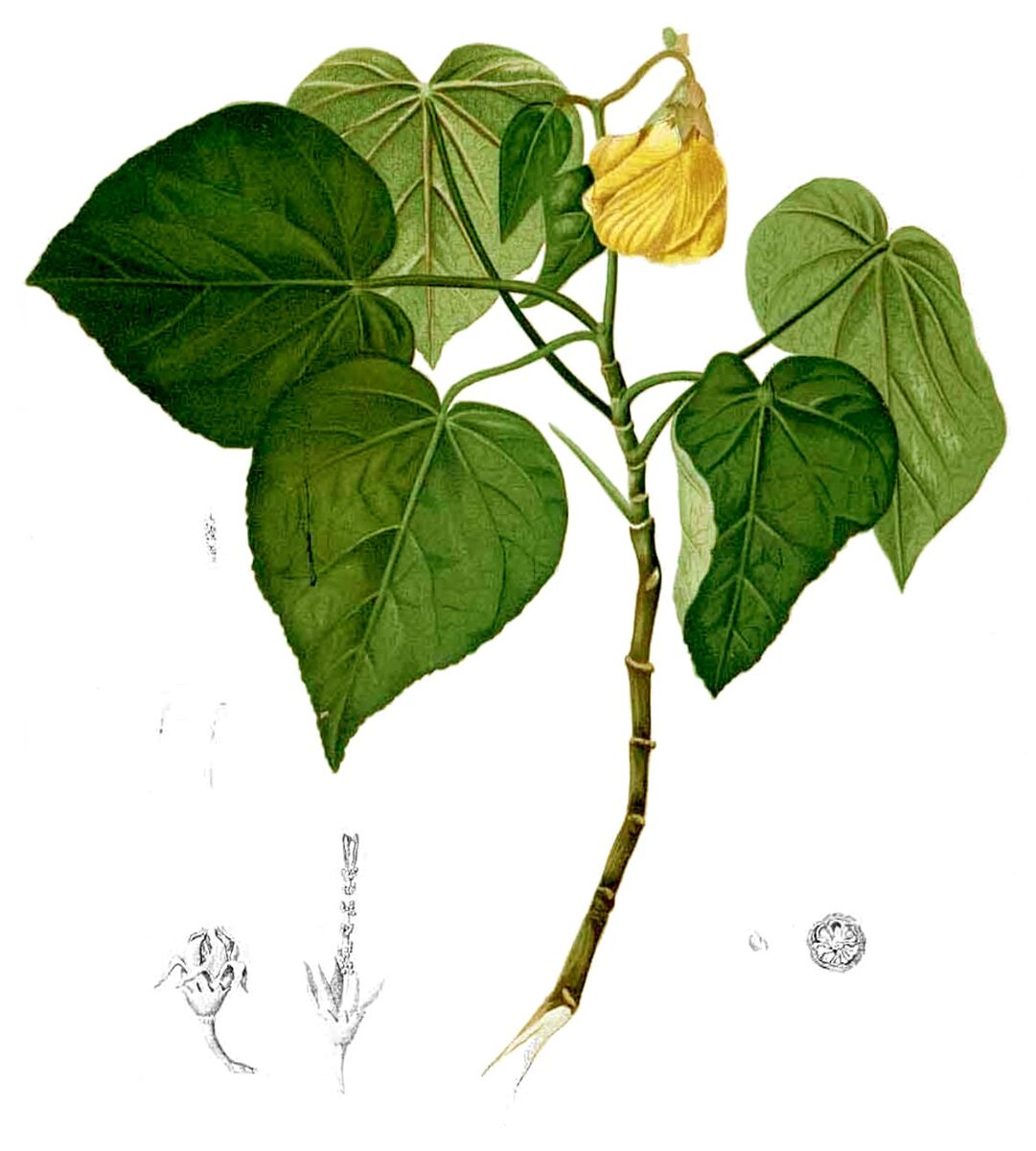 Hibiscus tiliaceus (Cotton Tree) — photo