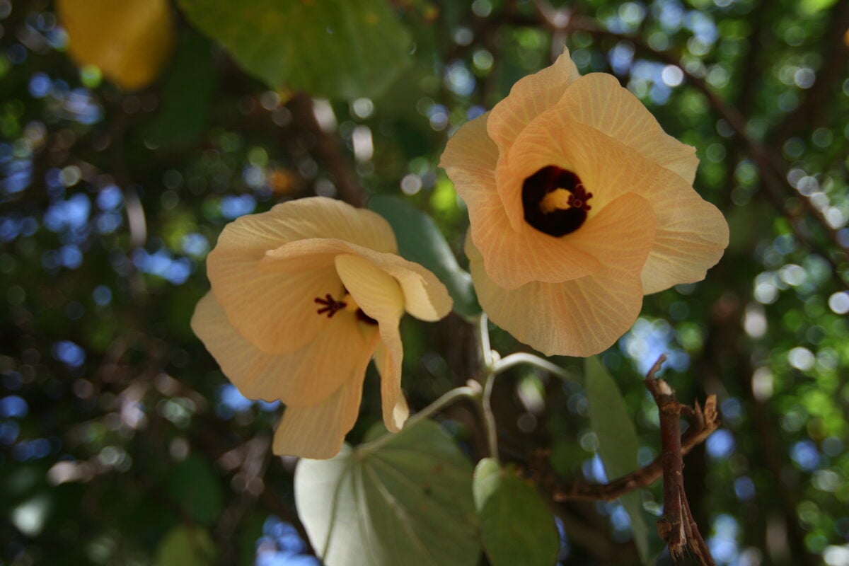 Hibiscus tiliaceus